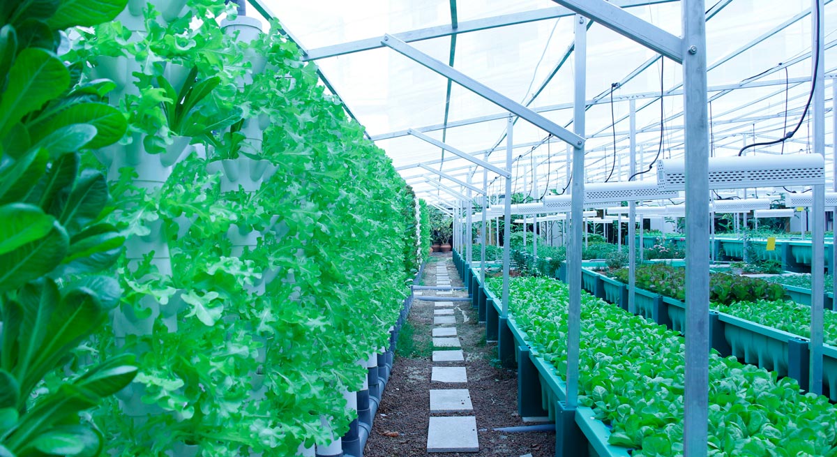 Fairmont singapore aquaponics.jpg