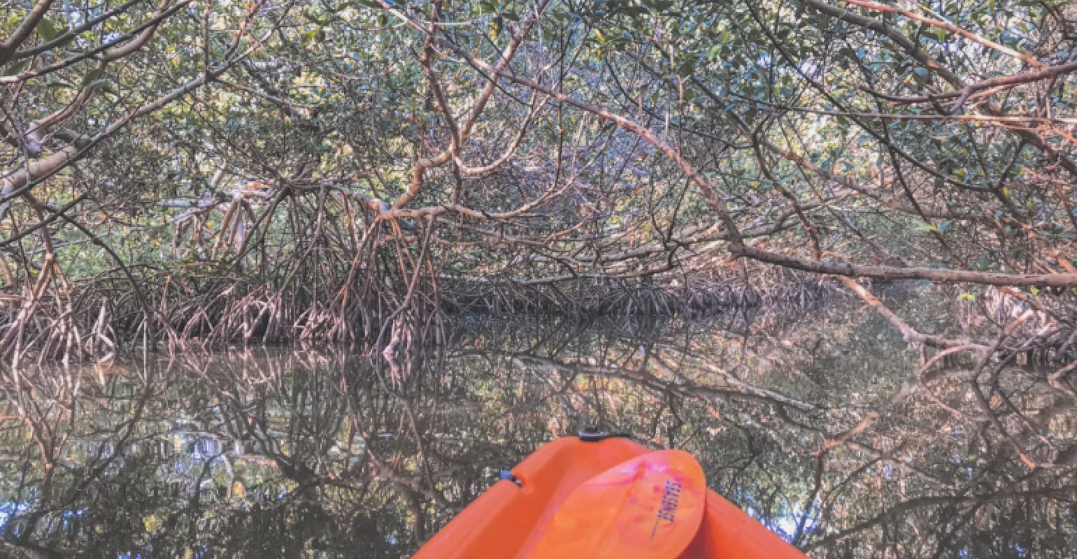 Kayaking Lido Key Mangroves in Sarasota_MeetingsNet_1540 x 800.png
