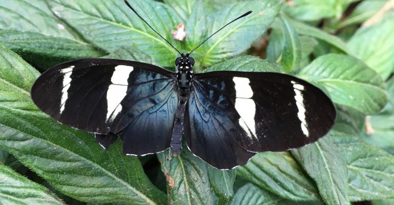 Costa Rica Butterfly