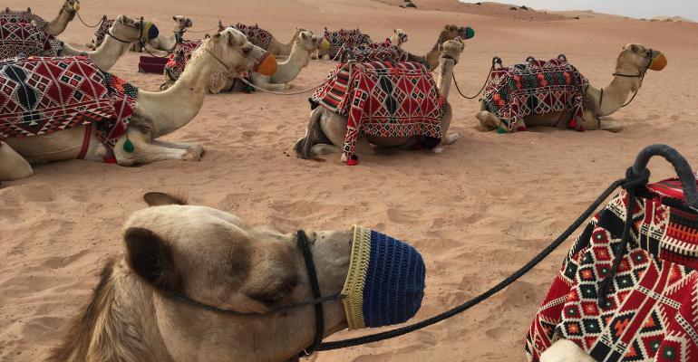 Dubai_camels.jpeg