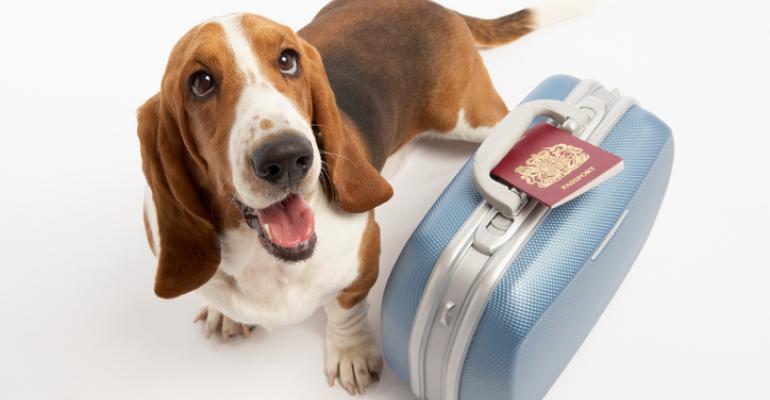 Beagle with suitcase