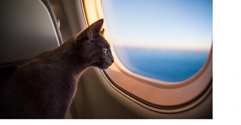 cat-on-a-plane_white.jpg