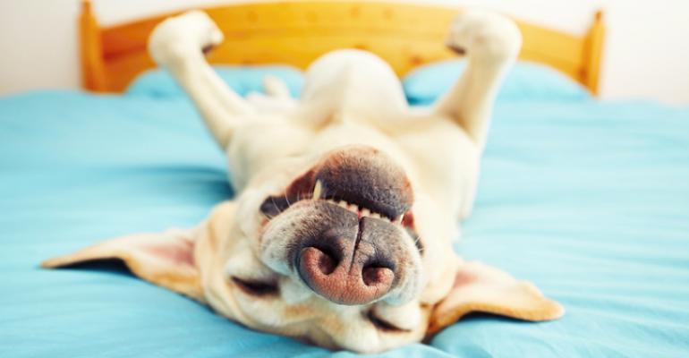 Lazy dog lying belly up on a bed