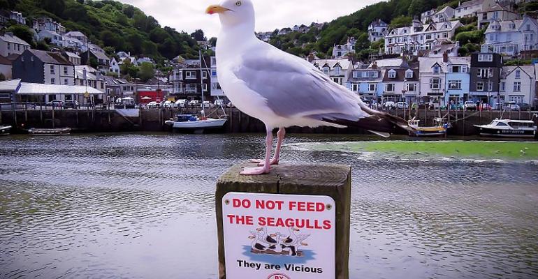 Seagull