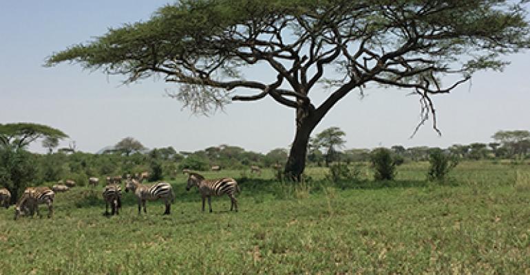 Zebras under an acacia tree in the Serengeti