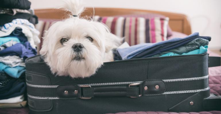 White dog in suitcase