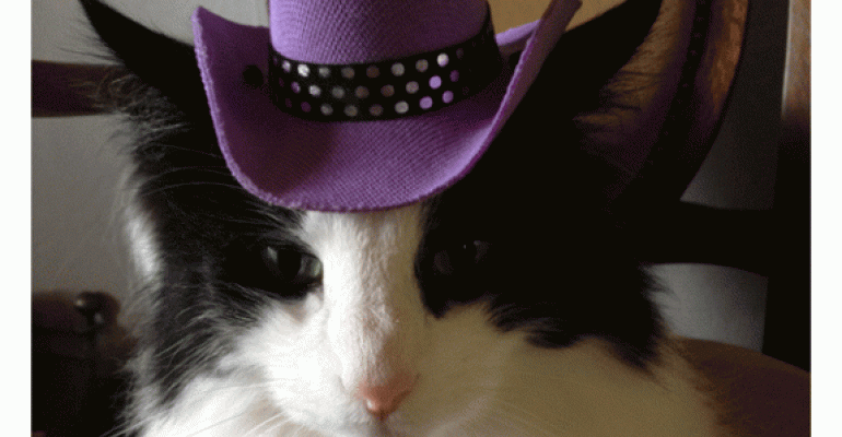 Cowboy cat image by Susanne Nilsson on Flickrcom