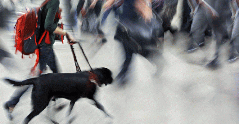 ADA and Service Animals: Looks Can Be Deceiving