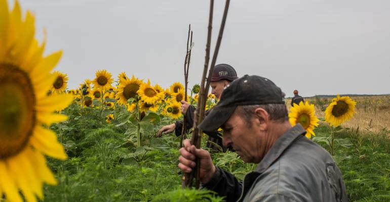 A group of miners search a field for debris and human remains from a Malaysia Airlines plane on July 18 in Grabovka UkrainePhoto by Brendan HoffmanGetty Images