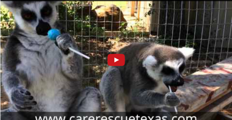 Just for Fun: Lemurs and Lollipops