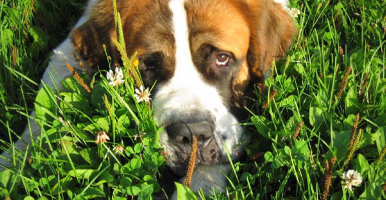 Photo of Saint Bernard peering up through grass by Elaine Ashton via Flickr