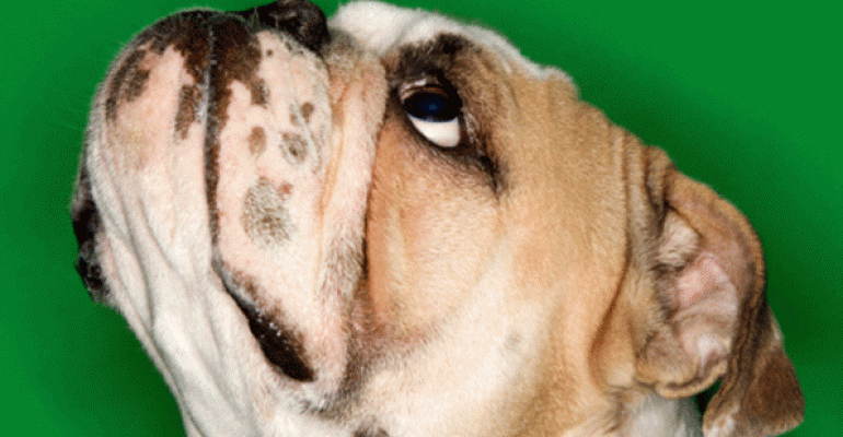 Bulldog image by Ron Chapple Studios on Thinkstock by Getty Images