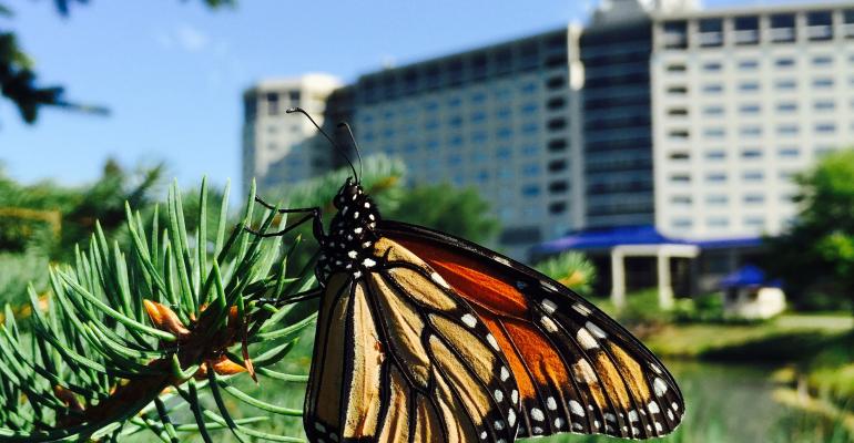 Hotel Makes Way for Monarchs (Butterflies, That Is)