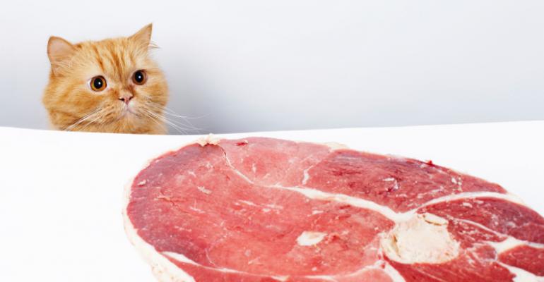 Cat eyeing steak