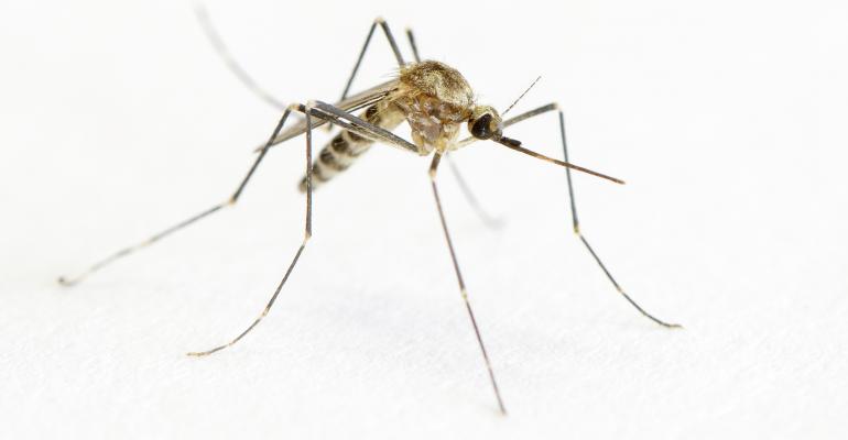 As Zika Virus Spreads, Planners Take Notice