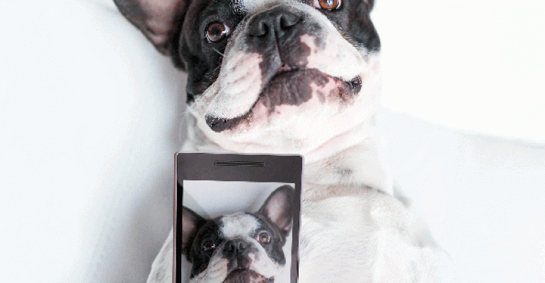 Dog taking a selfie