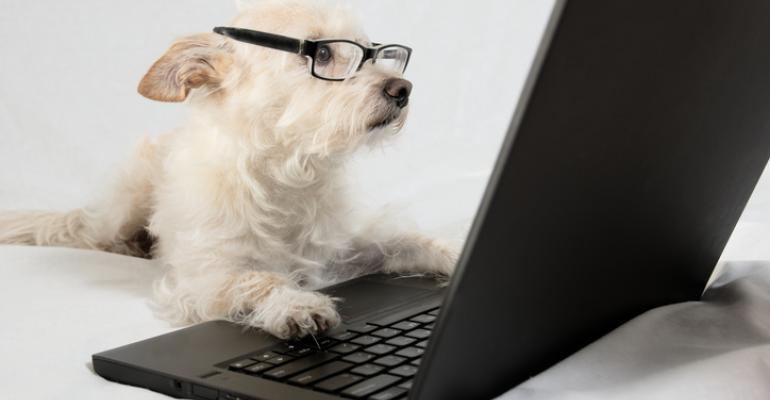 dog looking at laptop