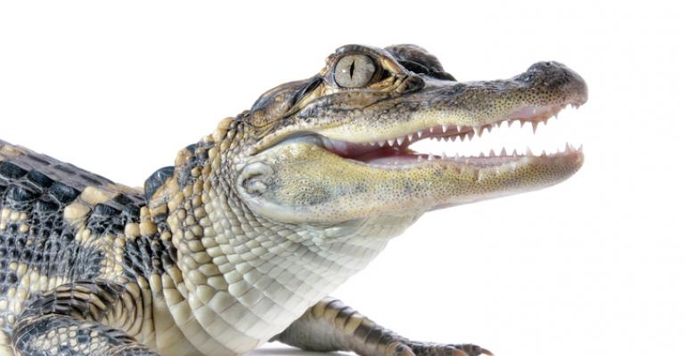 Alligator