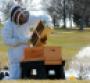 Beekeeper Chef Sean Patrick Curry installing bee colonies at the Hilton ChicagoOak Brook Hills Resort amp Conference Centerrsquos Horticultural Gallery The Gallery officially opens on Earth Day April 22 2015Photo credit Grimaldi Public Relations