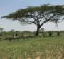 Zebras under an acacia tree in the Serengeti