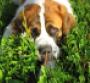 Photo of Saint Bernard peering up through grass by Elaine Ashton via Flickr