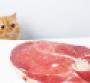 Cat eyeing steak