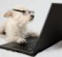 dog looking at laptop