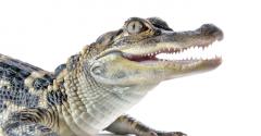 Alligator