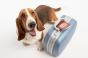 Beagle with suitcase