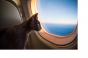 cat-on-a-plane_white.jpg