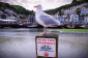 Seagull