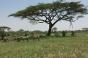 Zebras under an acacia tree in the Serengeti