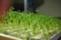 ch-ch-ch-Chia keyboards and other office pranks