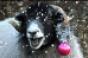 Baarmy sheep promote Cumbria in weird video