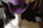 Cowboy cat image by Susanne Nilsson on Flickrcom