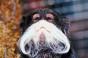 What Hoteliers Need to Know About the “Beard Effect”
