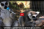 Just for Fun: Lemurs and Lollipops