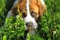 Photo of Saint Bernard peering up through grass by Elaine Ashton via Flickr