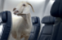 Delta&#039;s New Safety Video Is the &quot;Internetest&quot; Ever