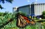 Hotel Makes Way for Monarchs (Butterflies, That Is)