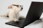 dog looking at laptop