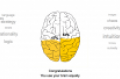 Is Your Brain a Rightie or a Leftie?