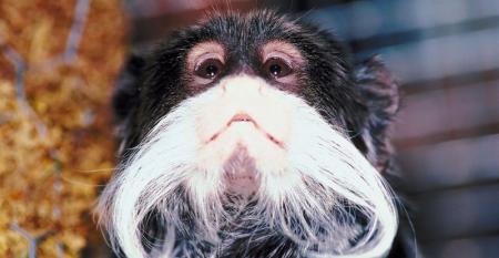 What Hoteliers Need to Know About the “Beard Effect”