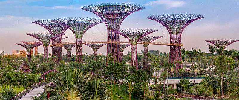 The supertrees of Singapore's $1 billion Gardens by the Bay complex
